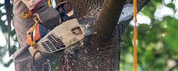 Best Commercial Tree Services  in Cheswick, PA