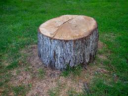 Best Leaf Removal  in Cheswick, PA