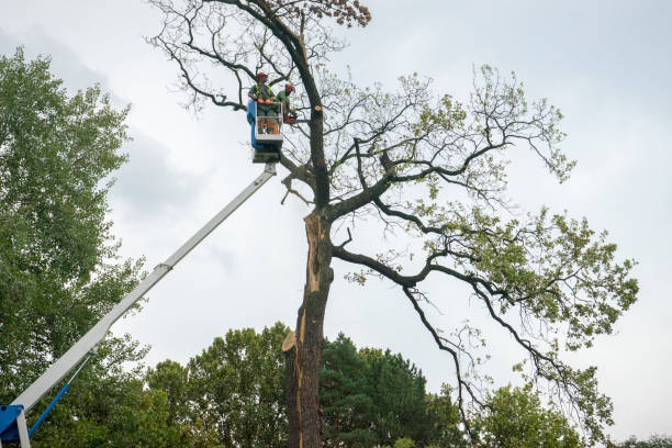 How Our Tree Care Process Works  in  Cheswick, PA
