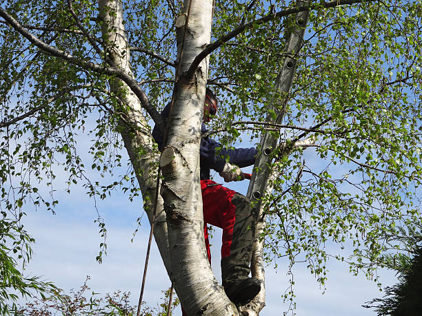 Best Firewood Processing and Delivery  in Cheswick, PA