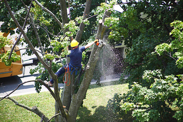 Best Lawn Pest Prevention  in Cheswick, PA