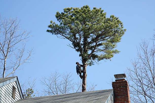 Best Emergency Tree Removal  in Cheswick, PA