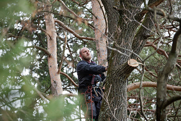 Reliable Cheswick, PA Tree Care Solutions