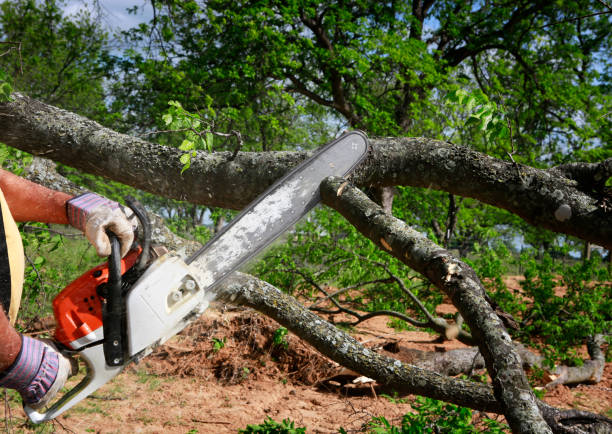 Best Tree Cabling and Bracing  in Cheswick, PA